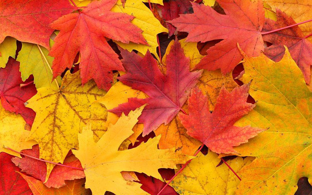 Sakupljanje lišća u produženom boravku