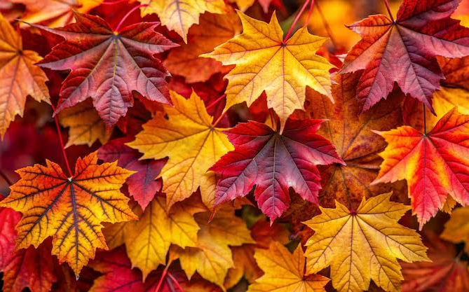 Sakupljanje lišća u produženom boravku